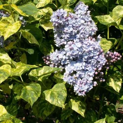 Сирень АУКУБАФОЛИЯ в Великом Новгороде