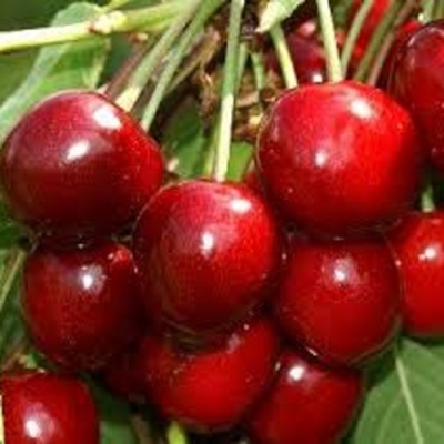Черешня МИНЧАНКА в Великом Новгороде