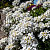 саженцы ибериса Сноу Флурис