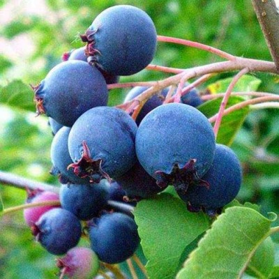 Ирга ПЕМБИНА в Великом Новгороде