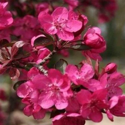 Яблоня РЕД КЕТТИ в Великом Новгороде