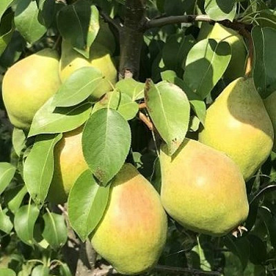 Груша СЕНТЯБРИНА (ДОБРЯНКА) в Великом Новгороде