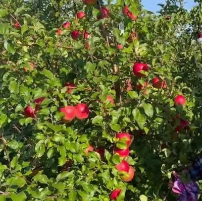 Яблоня САКАВИТА в Великом Новгороде