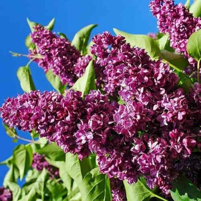 Сирень ЧАРЛЬЗ ДЖОЛИ в Великом Новгороде