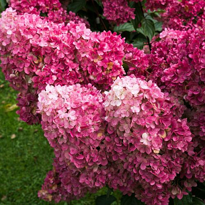 Фрайз в Великом Новгороде