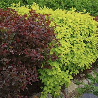 Калинолистный в Великом Новгороде