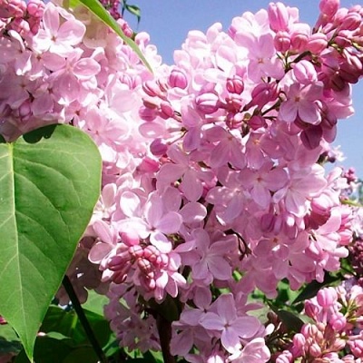 Сирень АДЕЛИНА в Великом Новгороде