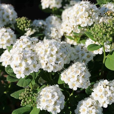 Березолистная в Великом Новгороде