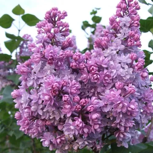 Сирень КОЛХОЗНИЦА в Великом Новгороде