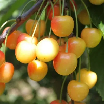 Черешня ЯНТАРНАЯ купить в Великом Новгороде недорого, цена